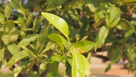 lime tree close up sunny day