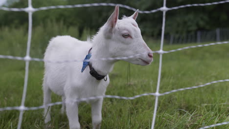 handheld tracking shot of young white goat chewing in pasture