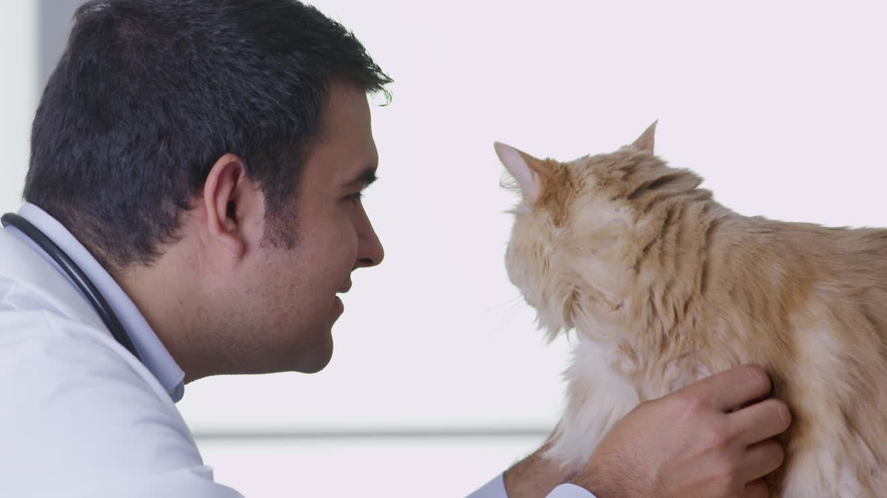 수의사가 고양이를 점검하고 있습니다.