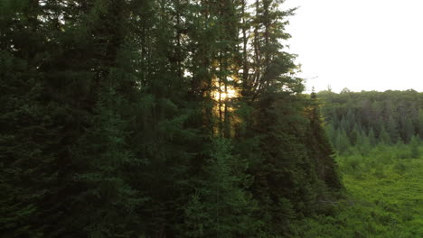 Drone-flies-by-a-forest-with-sunset-shining-through