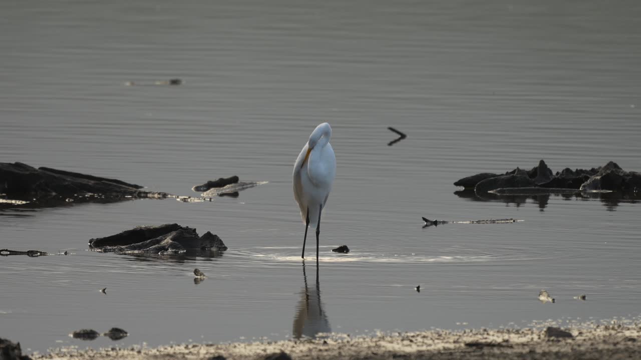 большая цапля ищет свою утреннюю пищу в мелководном озере в раннем утреннем свете