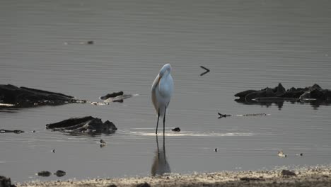 Una-Gran-Garza-Buscando-Su-Comida-Matutina-En-Un-Lago-Poco-Profundo-A-Primera-Hora-De-La-Mañana