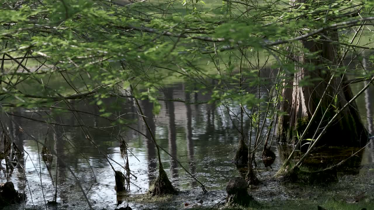 A calming and peaceful footage in the swamp