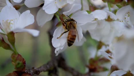 Abeja-Melífera-Vuela-Sobre-Los-Cerezos-En-Flor-Para-Recolectar-Néctar