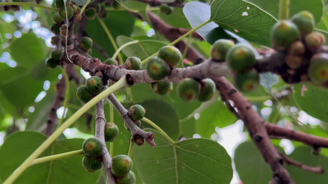close-up view of a Sacred Fig tree's delicate branches adorned with numerous small, round, green fruits, highlighting the intricate details of its foliage and fruit