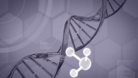 Animation-of-molecules-and-data-processing-over-dna-strand-on-grey-background