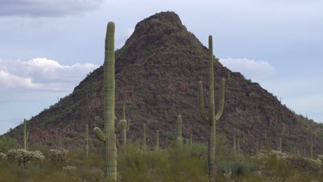 campo de cactus saguaro visto contra una colina empinada en el desierto de sonora, arizona