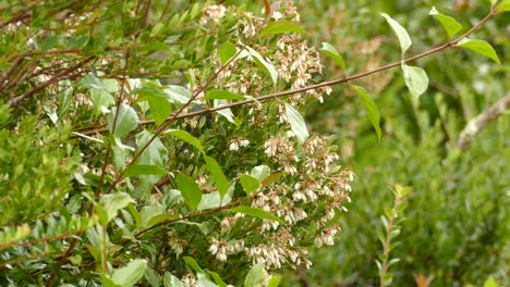 medium sized black bird feasting on the nectar of flowers in the underbrush of a costa rica forest