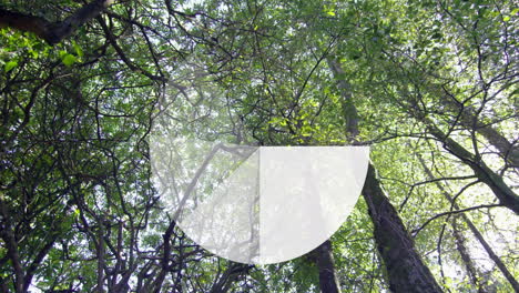 animating pie chart over green tree canopy in forest