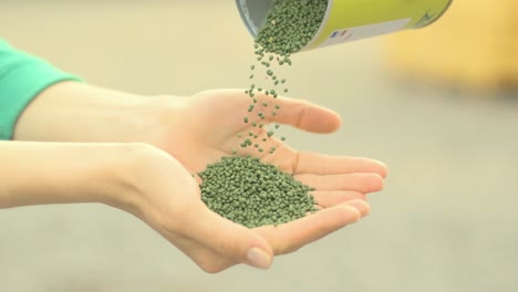 female hands with seeds of cabbage. seeds of cabbage pour from a can into the hands of an agronomist