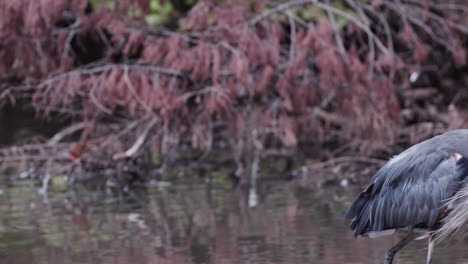 Garza-Gris-En-Un-Arroyo-En-Un-Parque-De-La-Ciudad