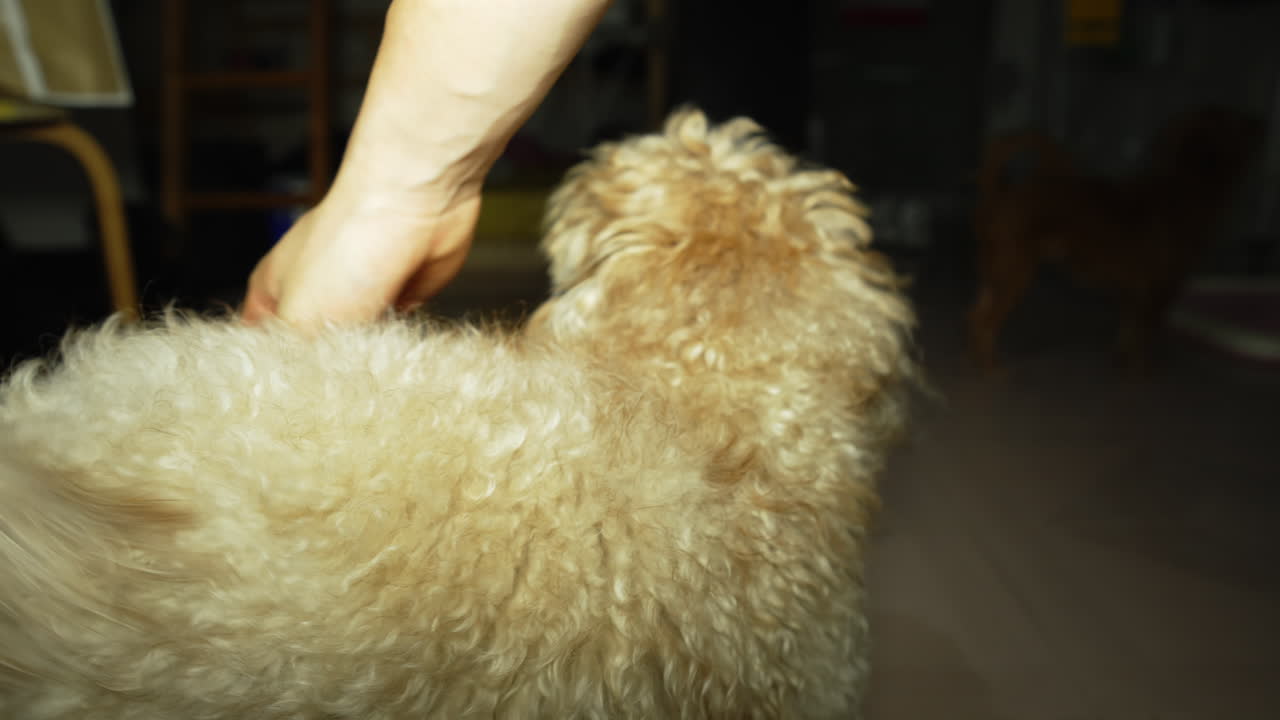 개가 주인의 손을 핥는다