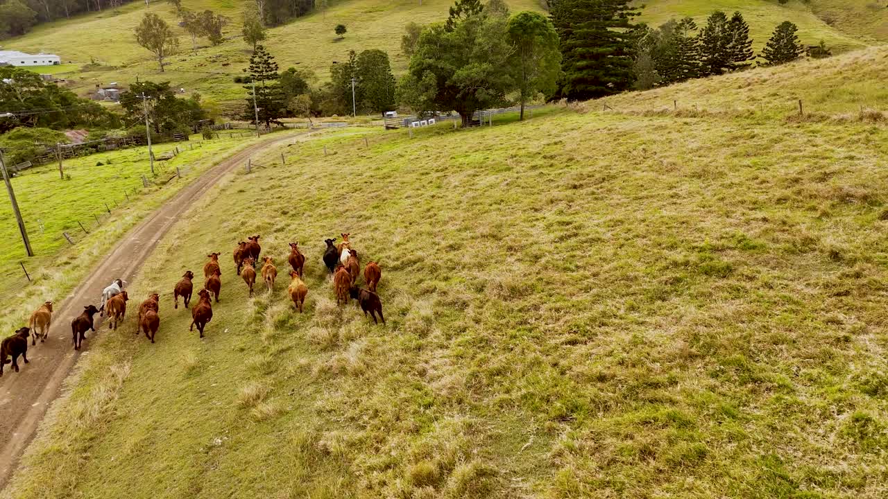 New technology - using a drone to muster cattle on a farm in Australia