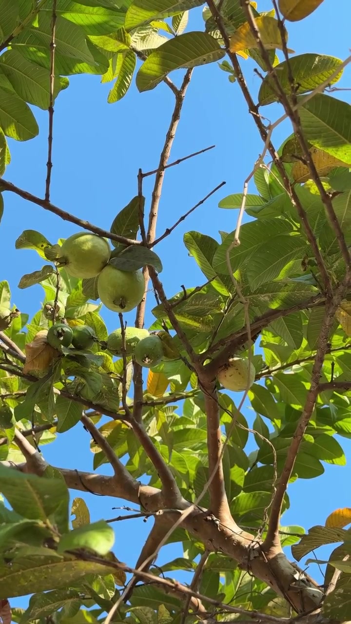 Frutto di guava fresco che cresce su un ramo d'albero contro un cielo azzurro limpido