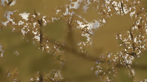 skyward view of autumn leaves on tree branches with drift to reveal a blue sky with clouds