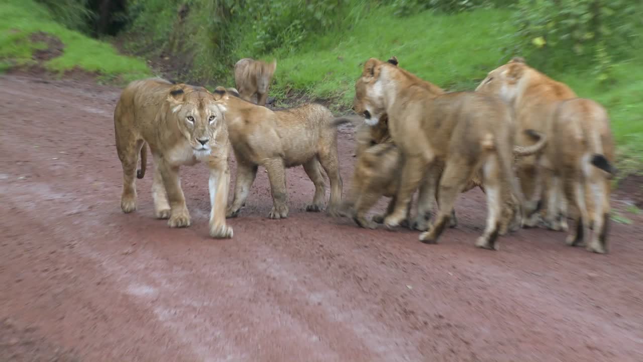 een broedsel leeuwen loopt langs een weg in afrika