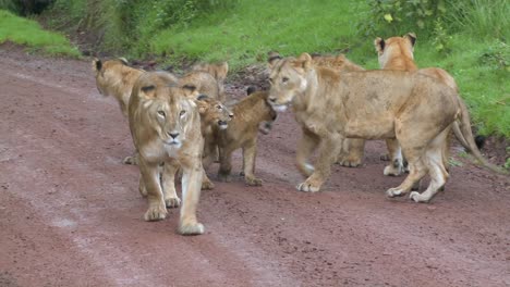 a brood of lions walks along a road in africa