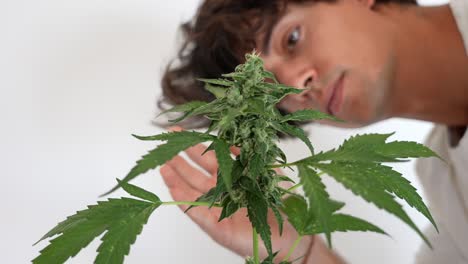 hermoso hombre caucásico feliz mirando y oliendo la planta de cannabis en casa