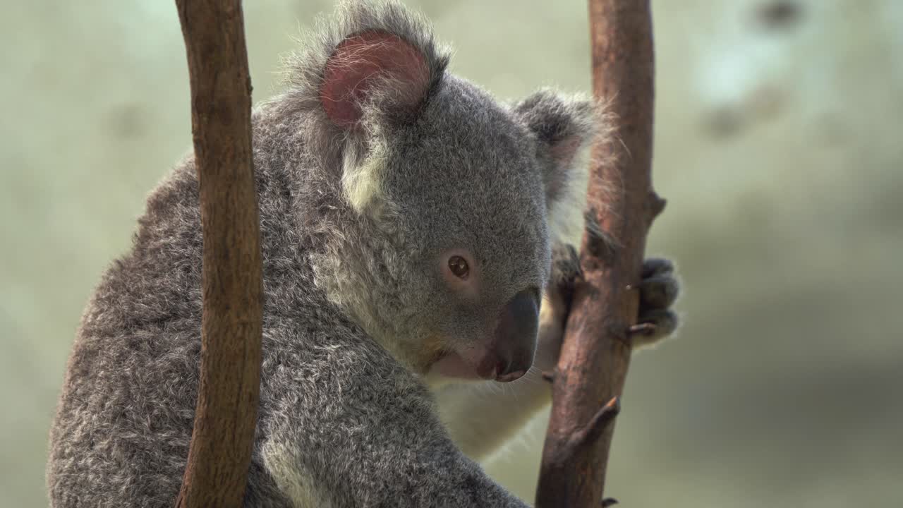 primer plano capturando especies nativas australianas, un día soñando con un oso koala, phascolarctos cinereus viviendo en el árbol en el santuario de vida silvestre de australia