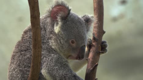 澳洲野生動物保護區 (wildlife sanctuary) 的科阿拉熊 (phascolarctos cinereus) 住在樹上