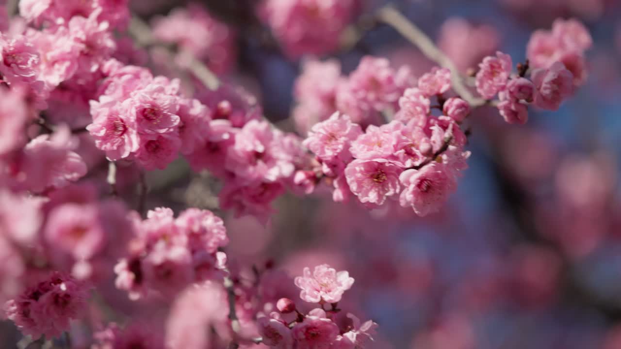 Plum blossom flowers swaying softly in the breeze, close-up nature clip of spring beauty