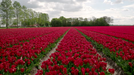 red tulip fields in netherlands