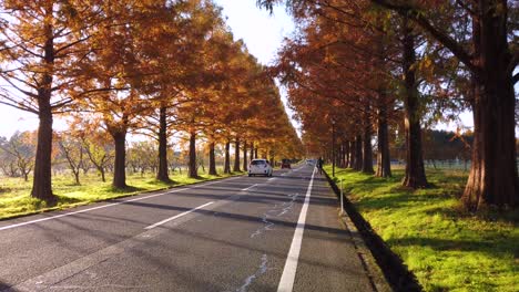 Camino-Metasequoia-De-Otoño-En-Shiga,-Japón