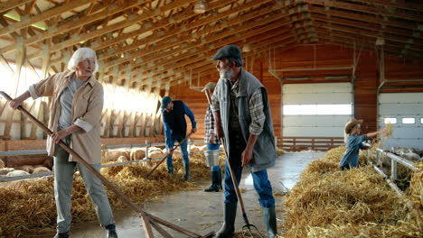 family of farmers cleaning hay with rakes to feed sheep cattle in a barn