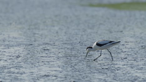 majestic kluut bird catching food in shallow wetland lake, slow motion view