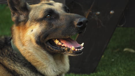 German-Shepherd-Portrait,-Happy-And-Panting,-Close-Up