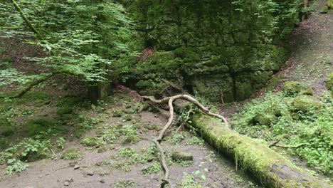 Toter-Baum-Und-Äste-Mit-Wasserfall-Am-Boden