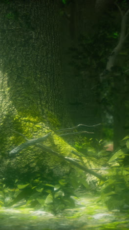 close up de los árboles en un bosque