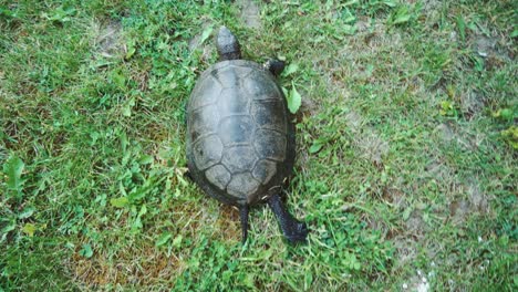 tortuga arrastrándose por el suelo entre las plantas.