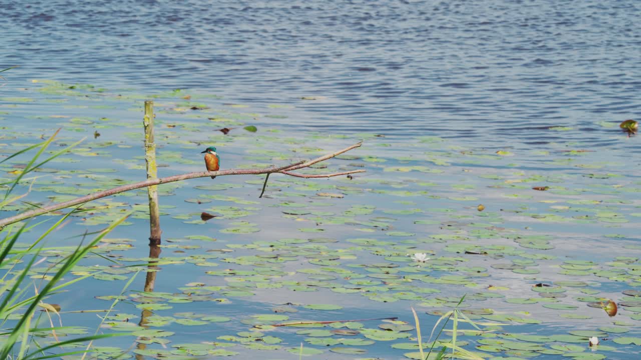 Frontal view of Kingfisher perched on branch over idyllic pond in Friesland Netherlands with reflection in water