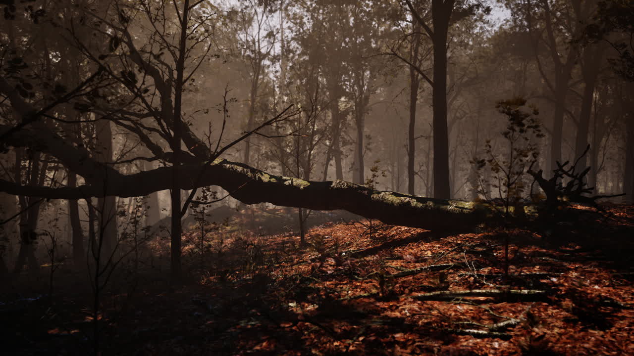 Forest of trees with dirt floor in the morning