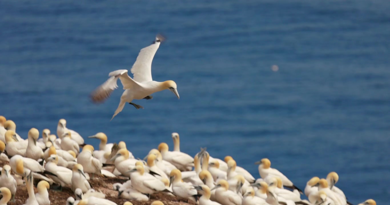 Sula settentrionale in volo con sfondo di cielo azzurro all'isola Bonaventure a Percé, Québec, Canada