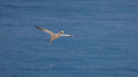 Northern-gannet-in-flight-with-a-blue-sky-background-at-ile-Bonaventure-in-Percé,-Québec,-Canada