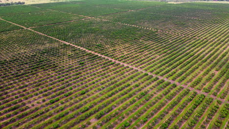 Mango-Granja-Tierras-Agrícolas-Aire-Zumbido