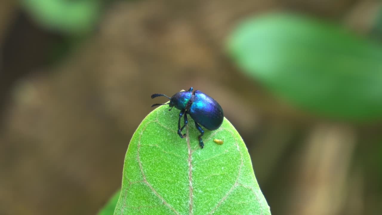 잎에 앉아 곤충