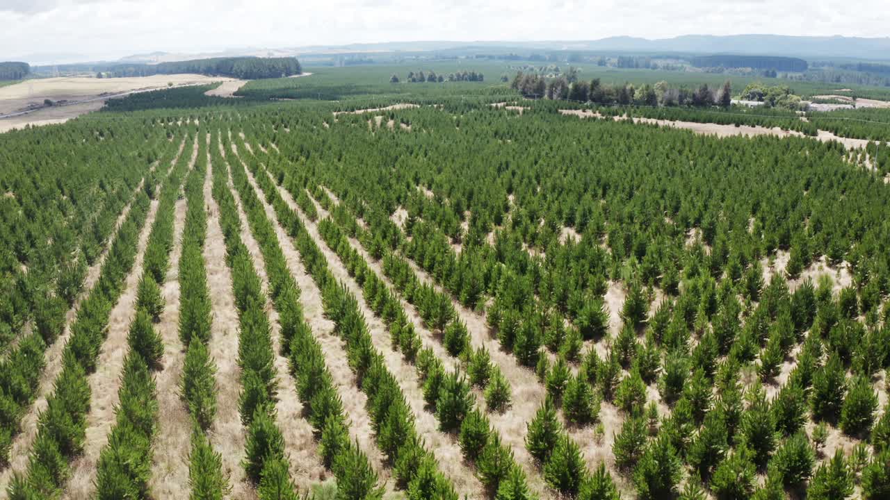 Pins replantés en rangées parfaites, concept de reboisement d'un environnement forestier, vue aérienne.