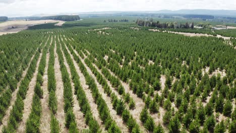 Replanted pine trees in perfect rows, reforestation concept of woodland environment, aerial