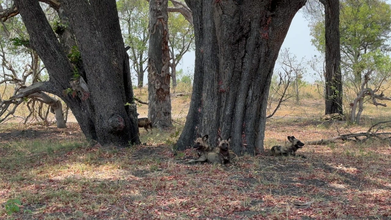 African wild dogs (Lycaon pictus) resting in the shade in Moremi Game Reserve. Botswana.
