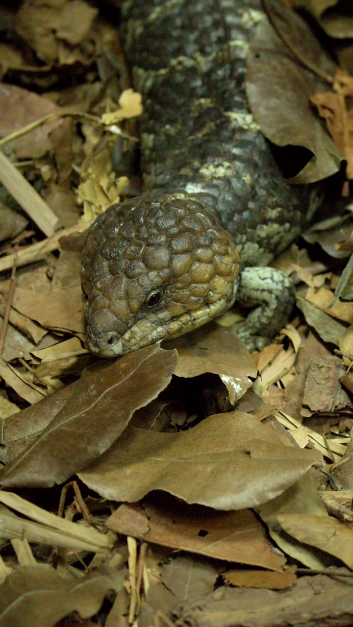 Una lucertola shingleback riposa immobile su foglie secche, mimetizzandosi con il suolo della foresta tropicale.