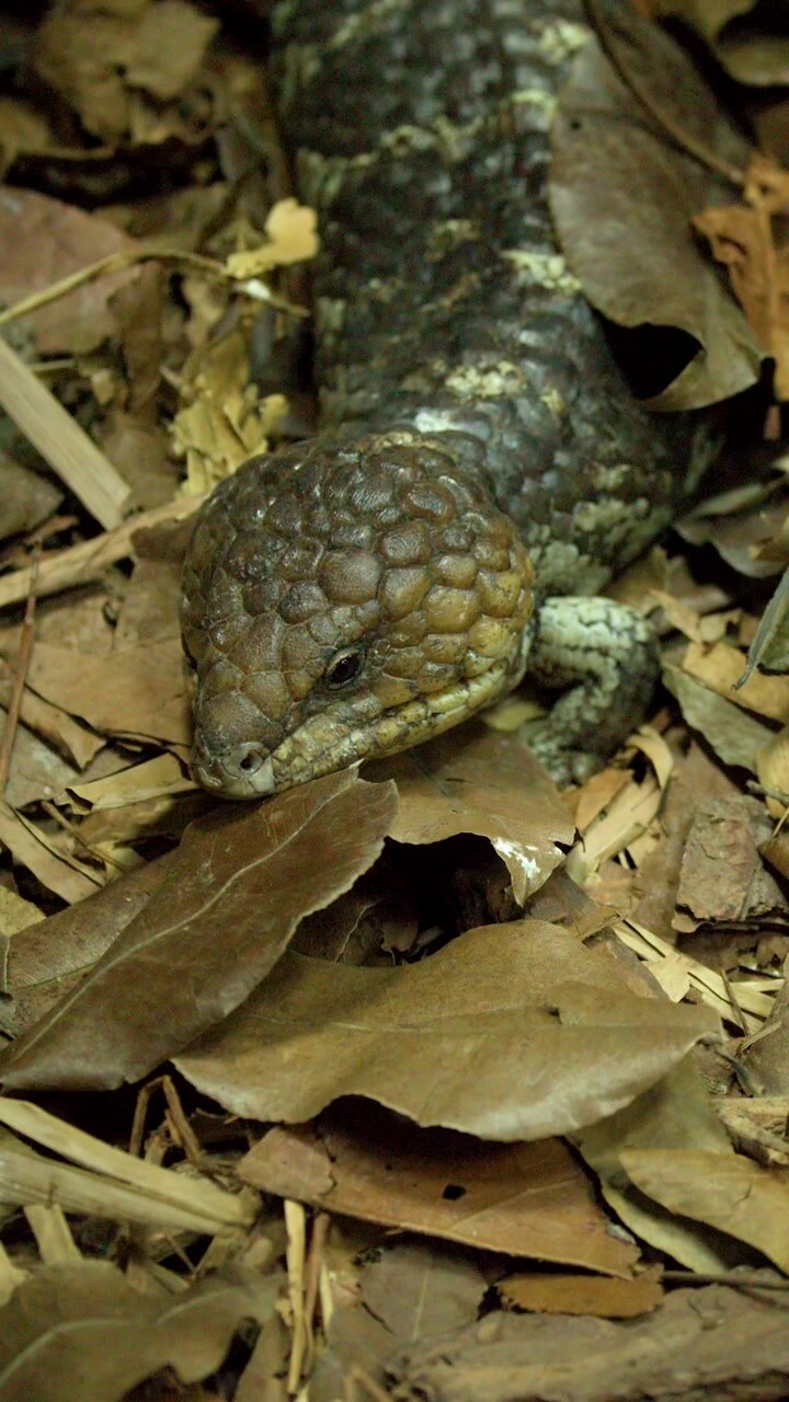 Een stekelskink rust roerloos op droge bladeren en gaat op in de tropische bosbodem.