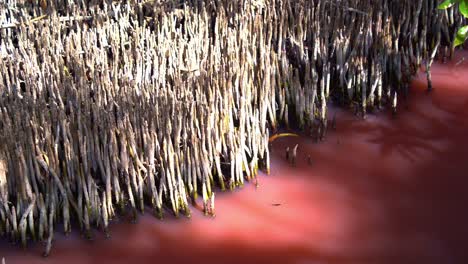 sistema de raíces de manglares durante la estación seca, floración de algas azul-verdes, halobacterium salinarum detectado en el agua, aumento de la salinidad provoca que las algas liberen un carotenoide rosado en los humedales de boondall