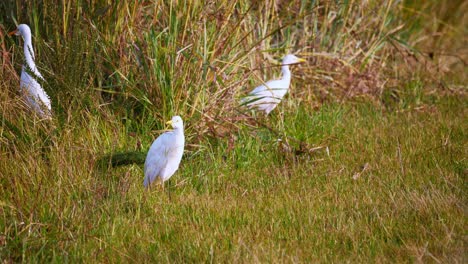 hand-held shot of cattle egret walking around in the grasslands