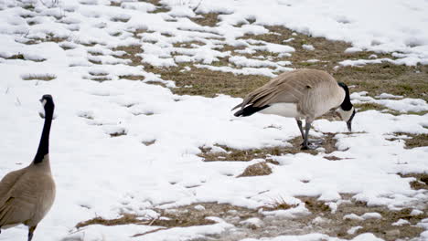 Canada-geese-in-the-foraging-for-food-in-a-marsh-field