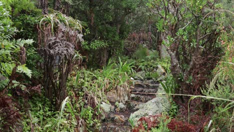 los pasos secretos desaparecen en la densa jungla con una mariposa volando dentro y fuera de la toma