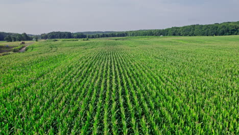 aerial view of corn crops field from drone point of view