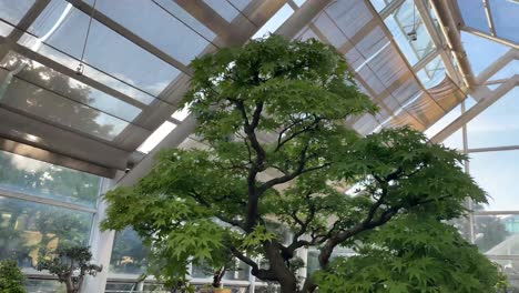 multiple-plants-are-seen-in-this-greenhouse-NYC-Brooklyn